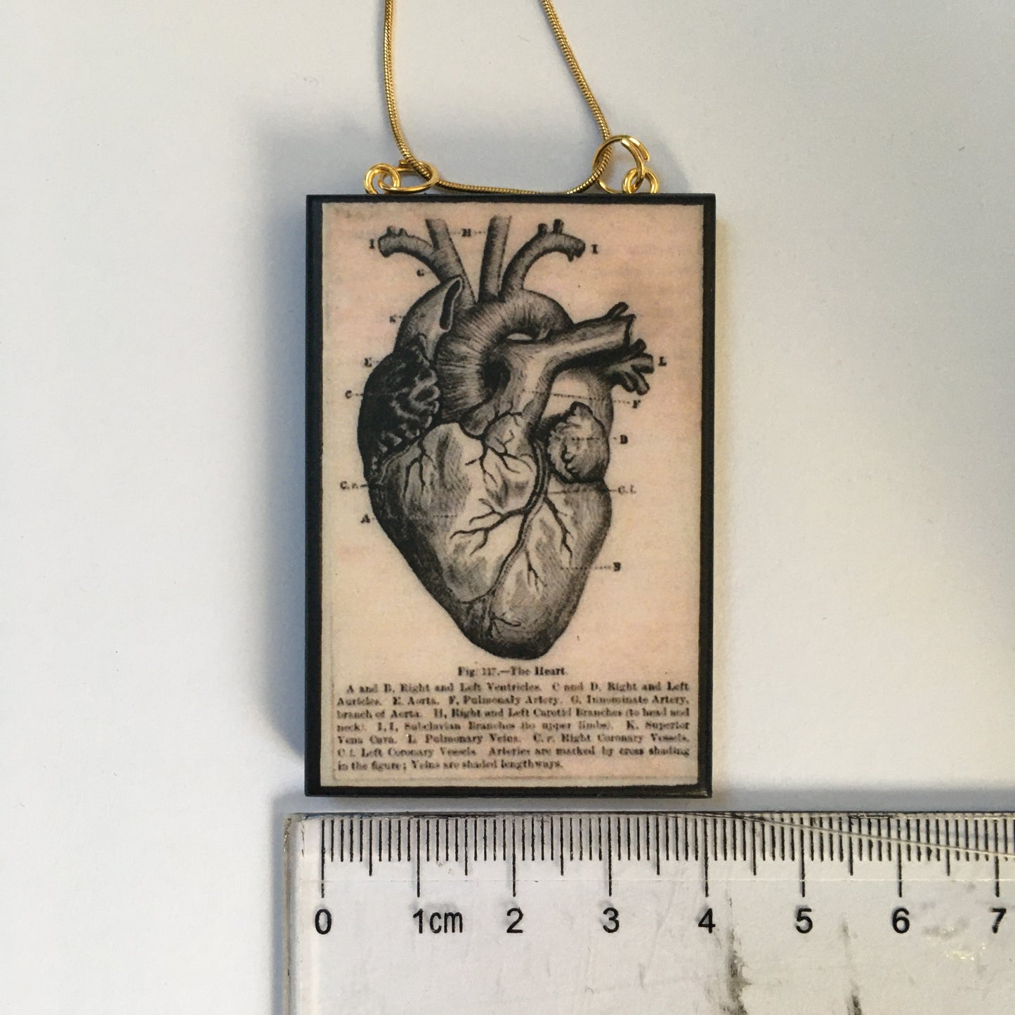 Museum-Inspired Sustainable Necklace Anatomical heart necklace Obljewellery