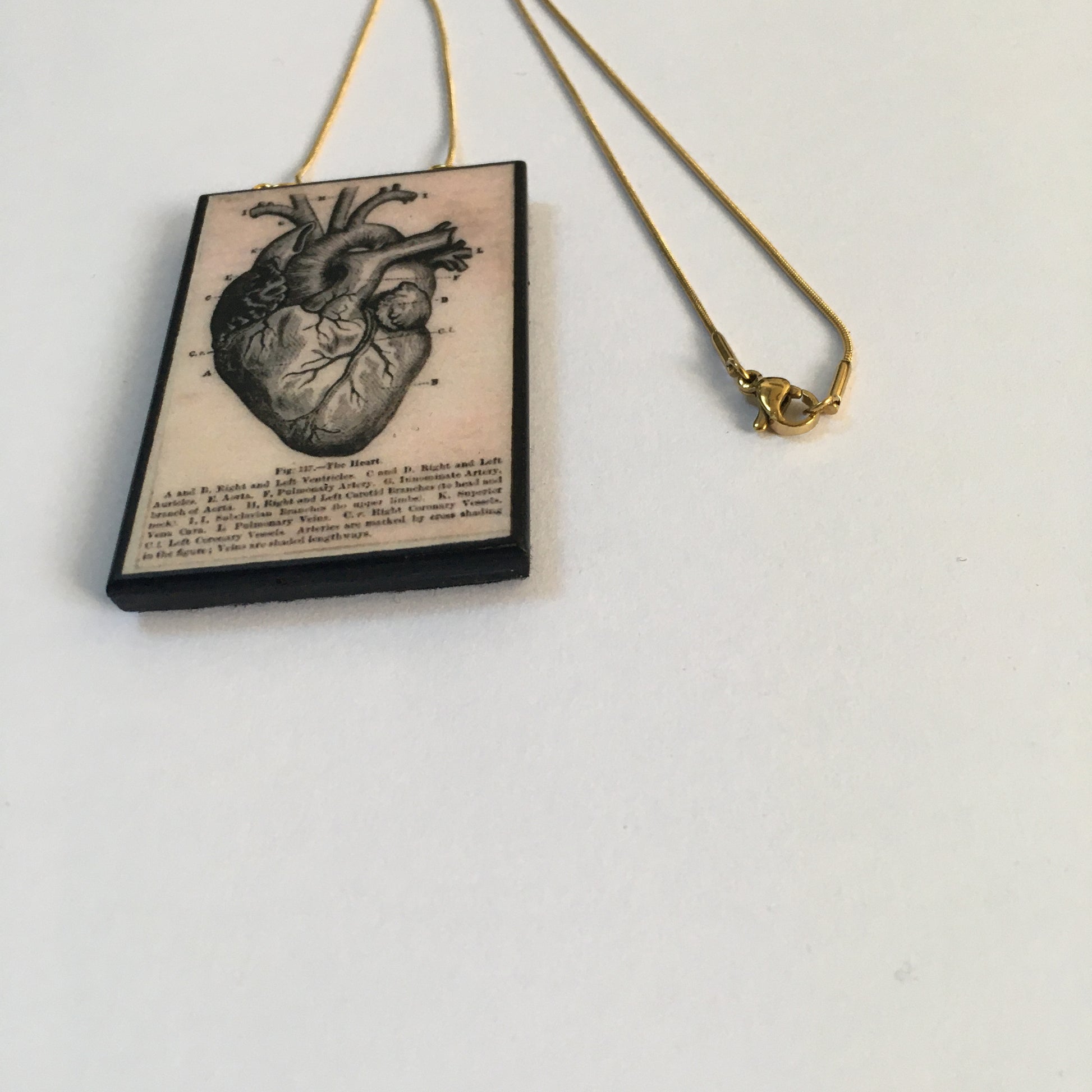 Museum-Inspired Sustainable Necklace Anatomical heart necklace Obljewellery