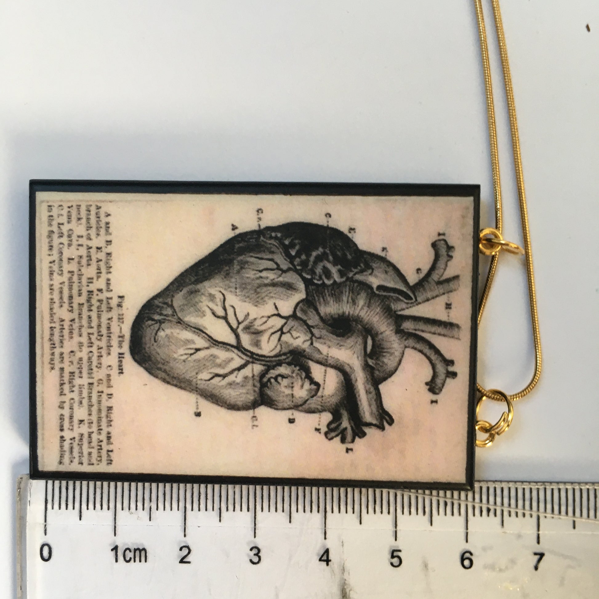 Museum-Inspired Sustainable Necklace Anatomical heart necklace Obljewellery